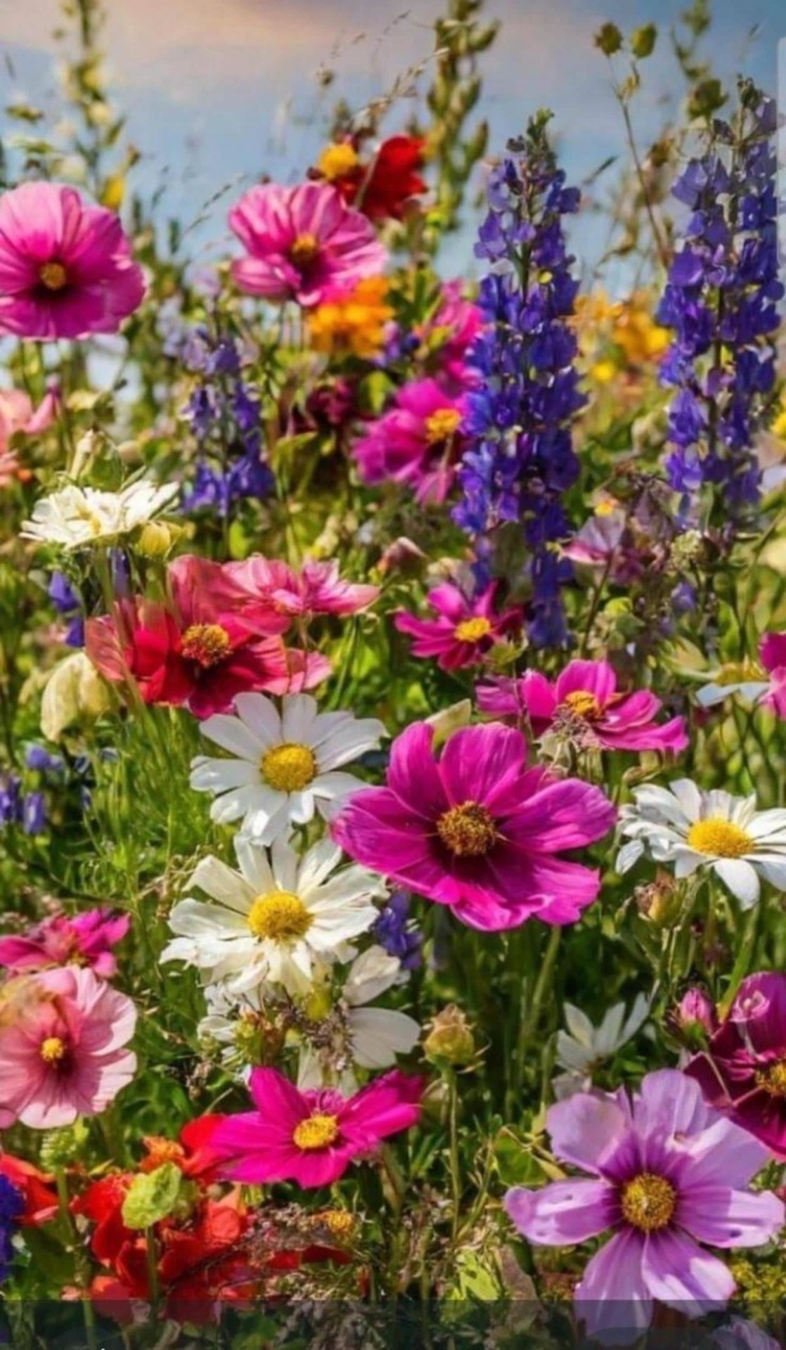 Vibrant Wildflower Meadow in Full Bloom