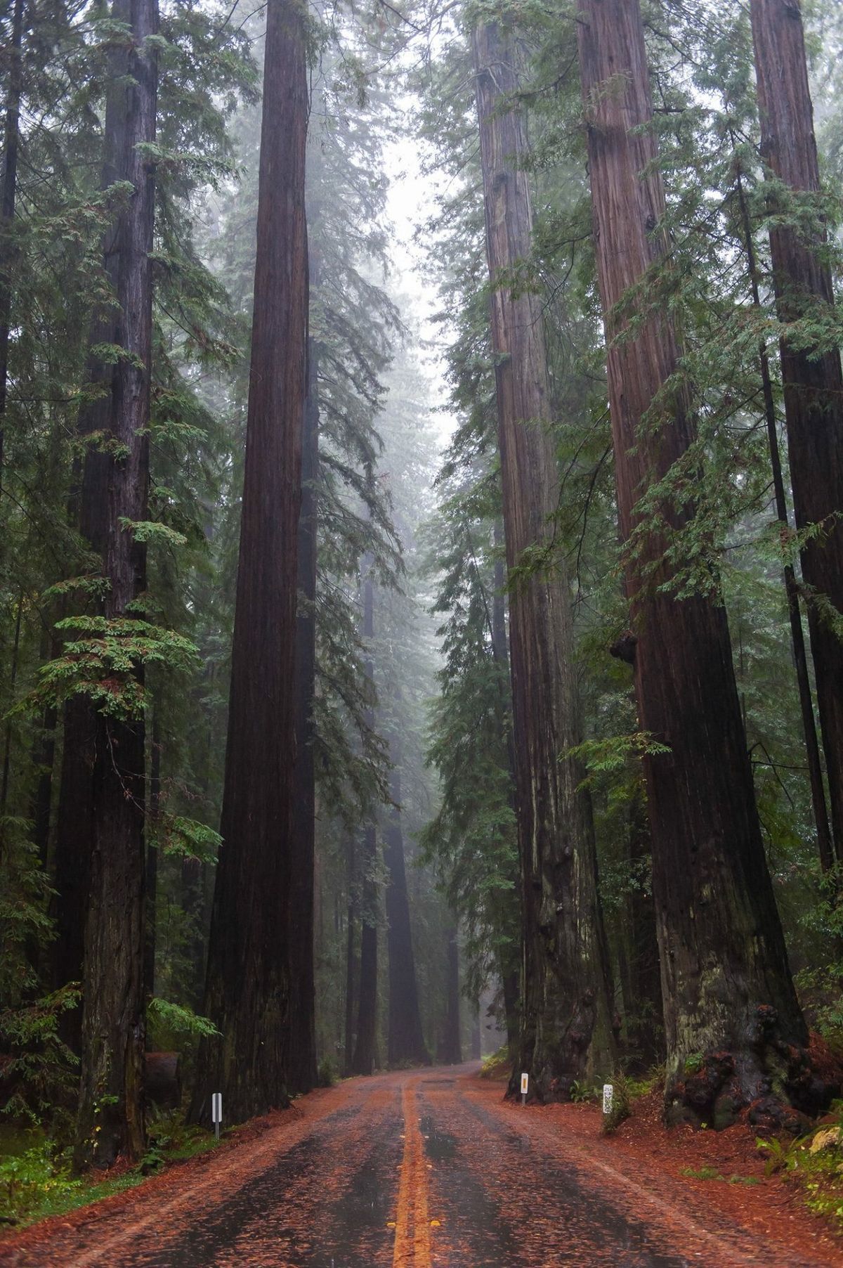 Scenic Forest Road Through Towering Redwood Trees