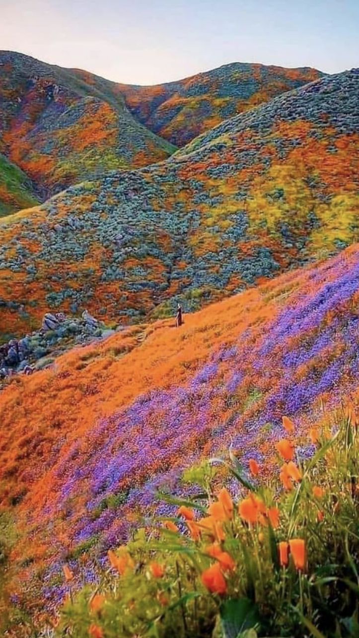 Vibrant Wildflower-Covered Hillside in Blooming Mountain Landscape