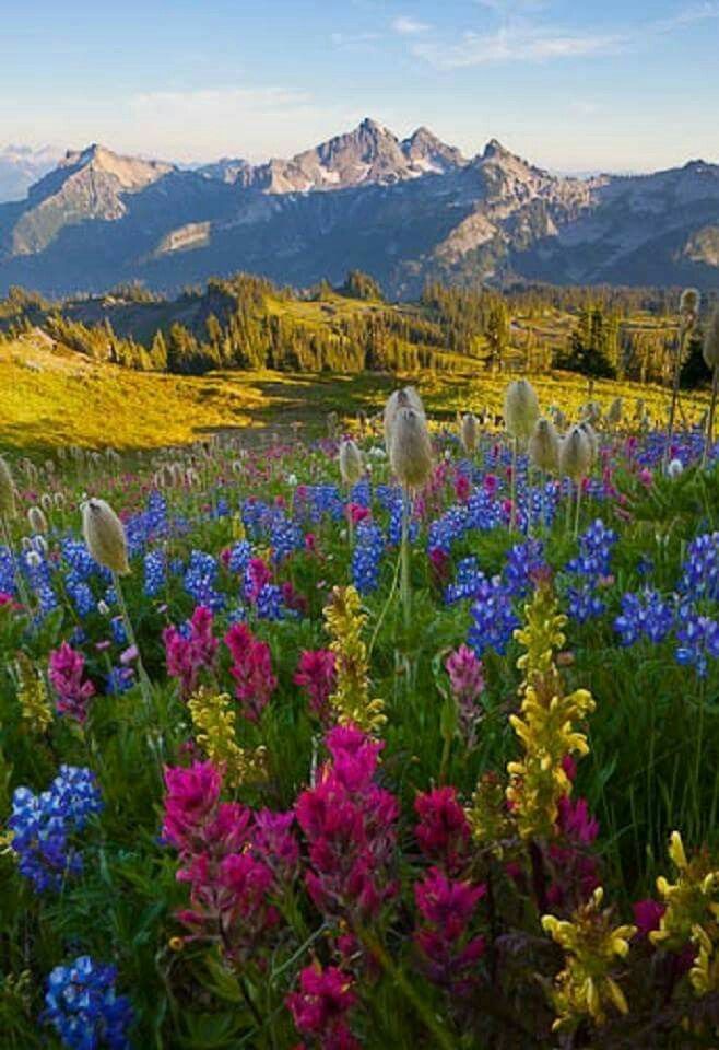 Wildflower Meadow with Mountain Backdrop in Early Morning Light